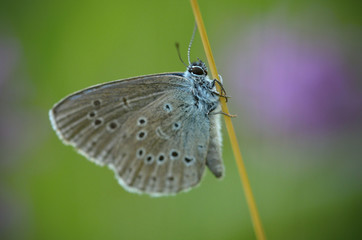 Phengaris alcon, the Alcon blue or Alcon large blue, is a butterfly of the family Lycaenidae and is...