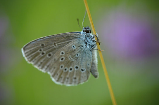 Phengaris alcon, the Alcon blue or Alcon large blue, is a butterfly of the family Lycaenidae and is found in Europe and across the Palearctic to Siberia