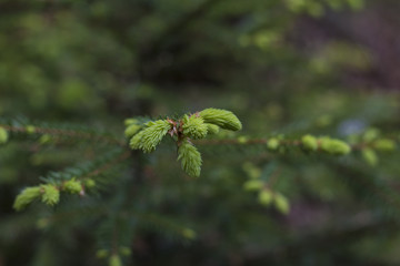 Fichten Maiwipferl