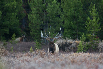 Bull Elk in Yellowstone