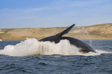 Whale jump , Patagonia