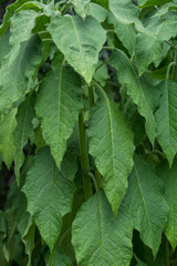 leaves of engels trumpet, brugmansia solanceae, background pattern
