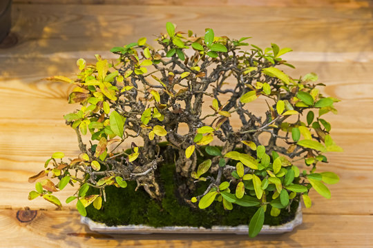 Bonsai tree  - Amur privet