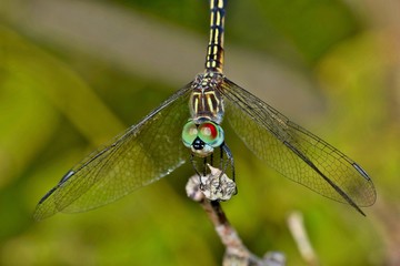 A dragonfly at rest in the sunlight, as seen from a front view with its wings down.