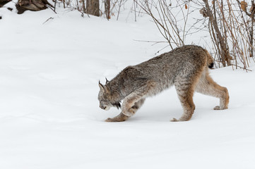 Canadian Lynx (Lynx canadensis) Prowls Left