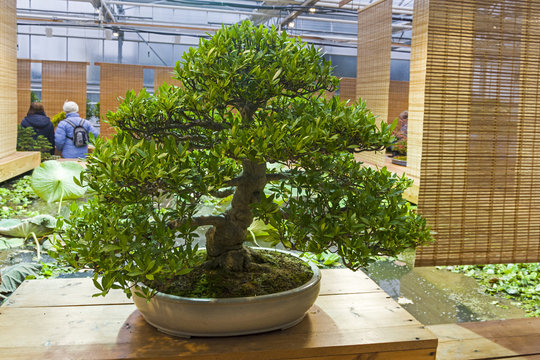 Bonsai tree  - cape jasmine.