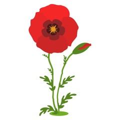Obraz premium Poppy flowers. Red poppies with stems on white background. Vector Illustration