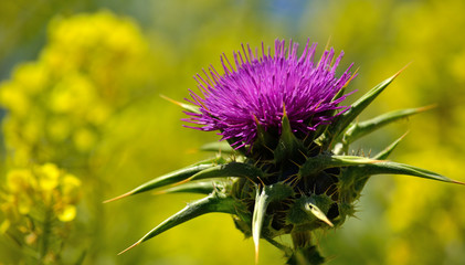 Beautiful flower of milk thistle and yellow background, Silybum marianum