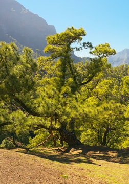 Subspecies pine Pinus canariensis in Caldera of Taburiente, La Palma, Canary Islands