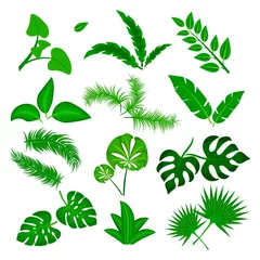 Fotobehang Tropische bladeren Tropische bladeren vector set geïsoleerd op een witte achtergrond. Verschillende groene bladcollectie. Jungle bos flora. Banaan en exotische palmbladeren in een platte cartoonstijl. vectorillustratie