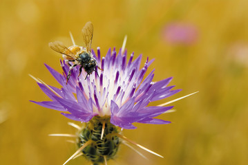 Pollen-covered bee (anthophila ) on thistle flower