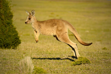 Forester (Eastern grey) Kangaroo, Macropus giganteus, Jumping, Tasmania, Australia, Sea level