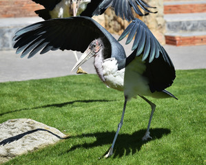 marabu