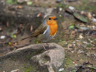 Robin 