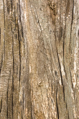 Stump texture on the cut, beautiful wood texture rustic