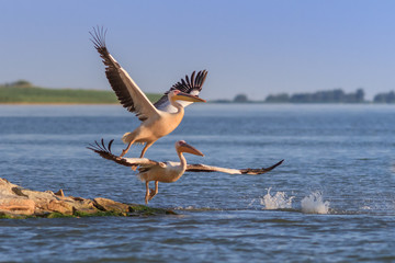 white pelicans (pelecanus onocrotalus)