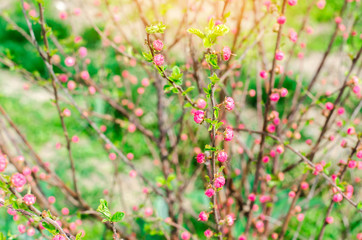 a young bush of a pink tea rose, buds of roses, a concept of spring, natural wallpaper