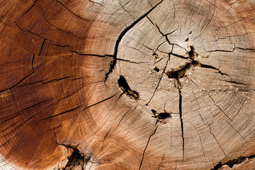 Stump texture on the cut, beautiful wood texture rustic