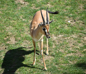 antilope