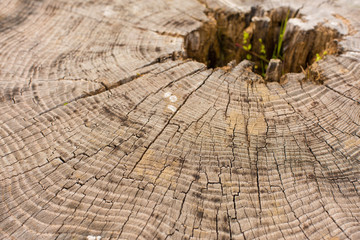 Fototapeta premium Stump texture on the cut, beautiful wood texture rustic