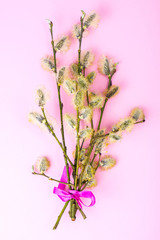 Branches of willow with blossoming kidneys on bright background