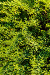 Beautiful evergreen tree thuja, suitable for scenery