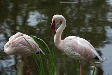Flamingos in pond - obrazy, fototapety, plakaty