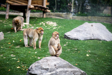 Macaque de Barbarie, Barbery Macaque