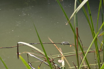 Pond with turtles