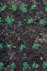 Green young onion planted in the bed and in the greenhouse
