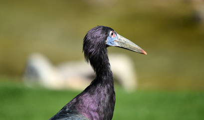 marabu