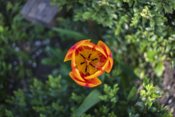 Red  yellow tulip flower in the garden. View from above