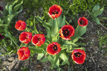 Red tulips flowers in the garden. View from above