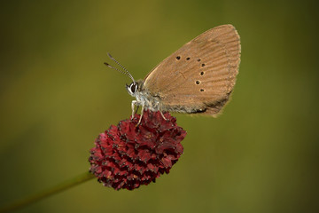 The dusky large blue (Phengaris nausithous) is a species of butterfly in the family Lycaenidae. It...