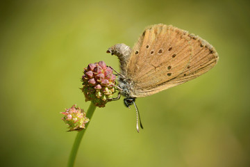 The dusky large blue (Phengaris nausithous) is a species of butterfly in the family Lycaenidae. It is found in Armenia, Austria, Azerbaijan, Belarus, Bulgaria, czech. Natura 2000. Croatia 