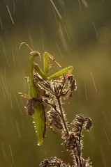 European mantis in the morning (Mantis), Mantis religiosa is a large hemimetabolic insect in the family of the Mantidae (‘mantids’), which is the largest family of the order Mantodea. 