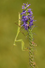European mantis in the morning (Mantis), Mantis religiosa is a large hemimetabolic insect in the family of the Mantidae (‘mantids’), which is the largest family of the order Mantodea. 