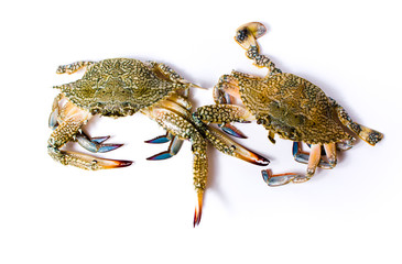 Two crabs isolated on white background.