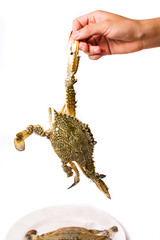 Hand holding a crab isolated