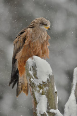 The black kite (Milvus migrans) is a medium-sized bird of prey in the family Accipitridae, which...