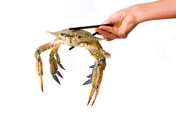 Hand holding a crab isolated