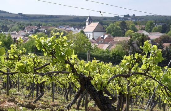alte rebst&ouml;cke treiben aus &uuml;ber dem ort albig in rheinhessen
