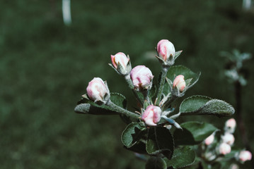 Spring apple tree. beautiful flowers. Nature background