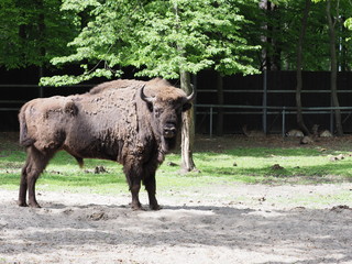 Danger european bison looks and stands alone on sandy ground in enclosure at city of Pszczyna in Poland © Jakub Korczyk