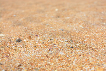 Sandy beach of the Black Sea