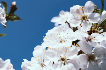 Cherry blossom, sakura flowers isolated on blue background Cherry blossom. White flowers in blooming isolated on blue background