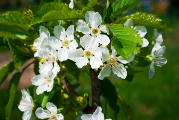 Sakura flowers isolated on green nature background