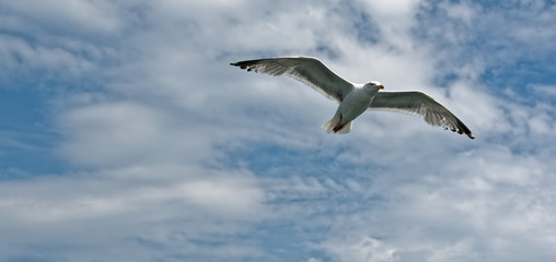 Volo di gabbiano