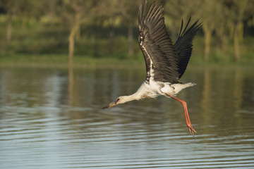 Maguari Stork, Argentina