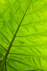 Elephant Ear Abstract